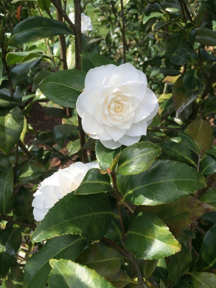 All-Season JAPANESE WHITE Live Camellia Plant for Gift – Fresh