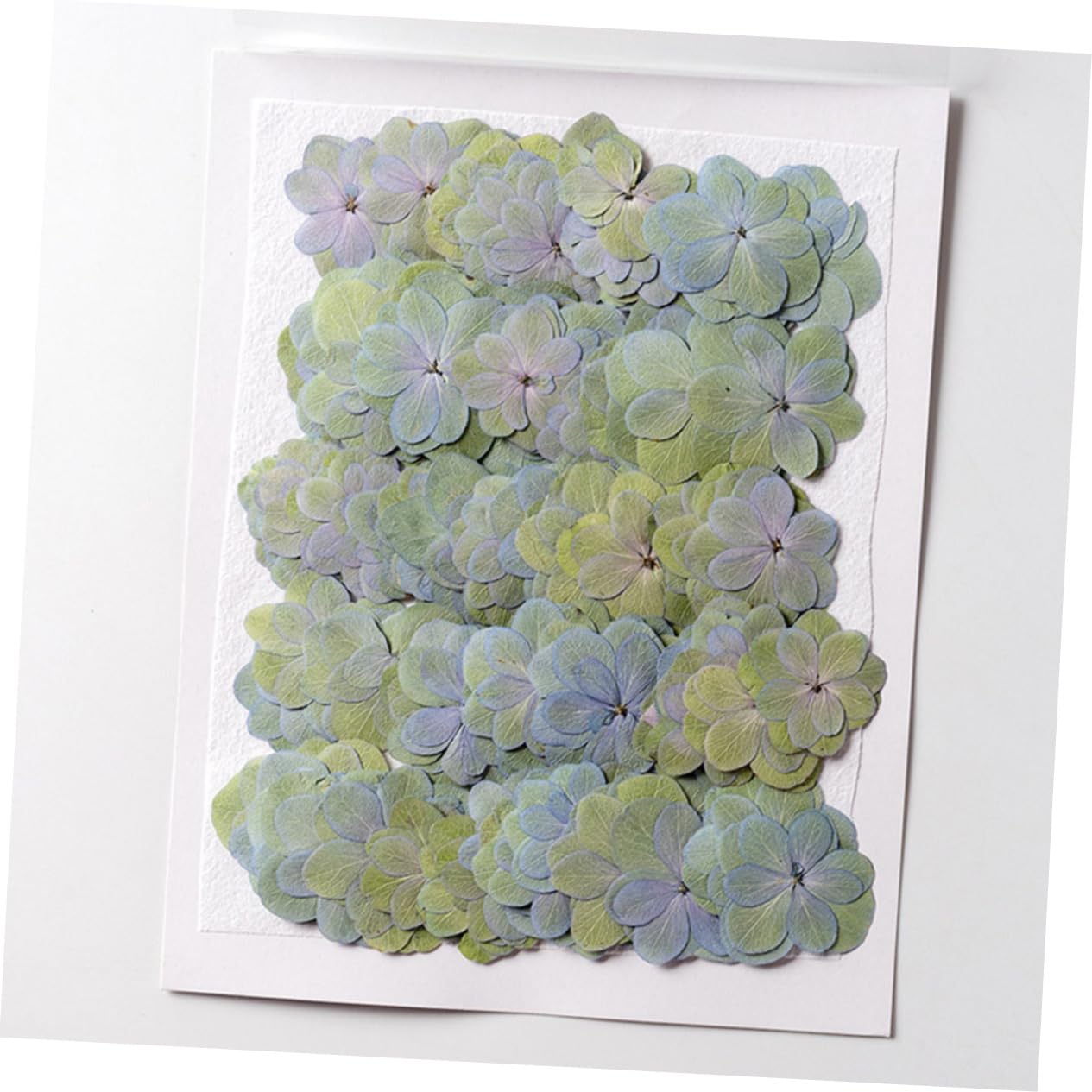 Zerodeko 5 Sätze Gepresste Ausstecher Mit Prägung Prägeausstecher Gefälschte Blumen Getrocknete Blumenarrangements Kleine Trockenblumen Für Harz Blumen Für Harzformen 30 Stück * 5
