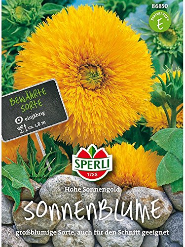 Sonnenblume Hohe Sonnengold