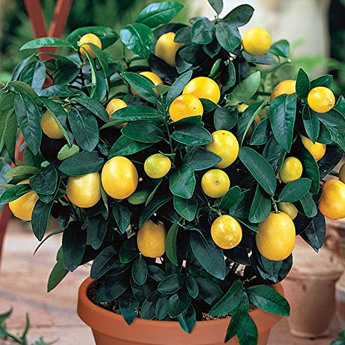 CosaCentrum Live Plant Lemon Gandharaj Fruit Dwarf Exotic Plants Garden Plant