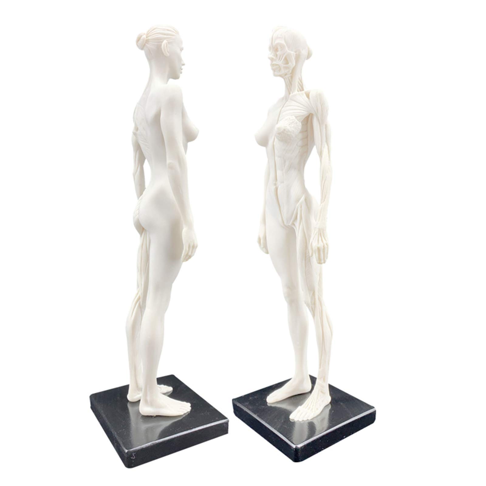 Anatomie Féminine, Modèle Anatomique Musculaire Et Osseux Humain, Crâne, Tête, Croquis, Peinture, Sculpture, Modèle pour Dessin d'artiste, Étude, A
