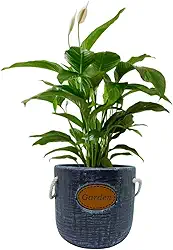 Cachepot Decorativo Garden em Cerâmica para Vasos de Plantas (02 Preto)