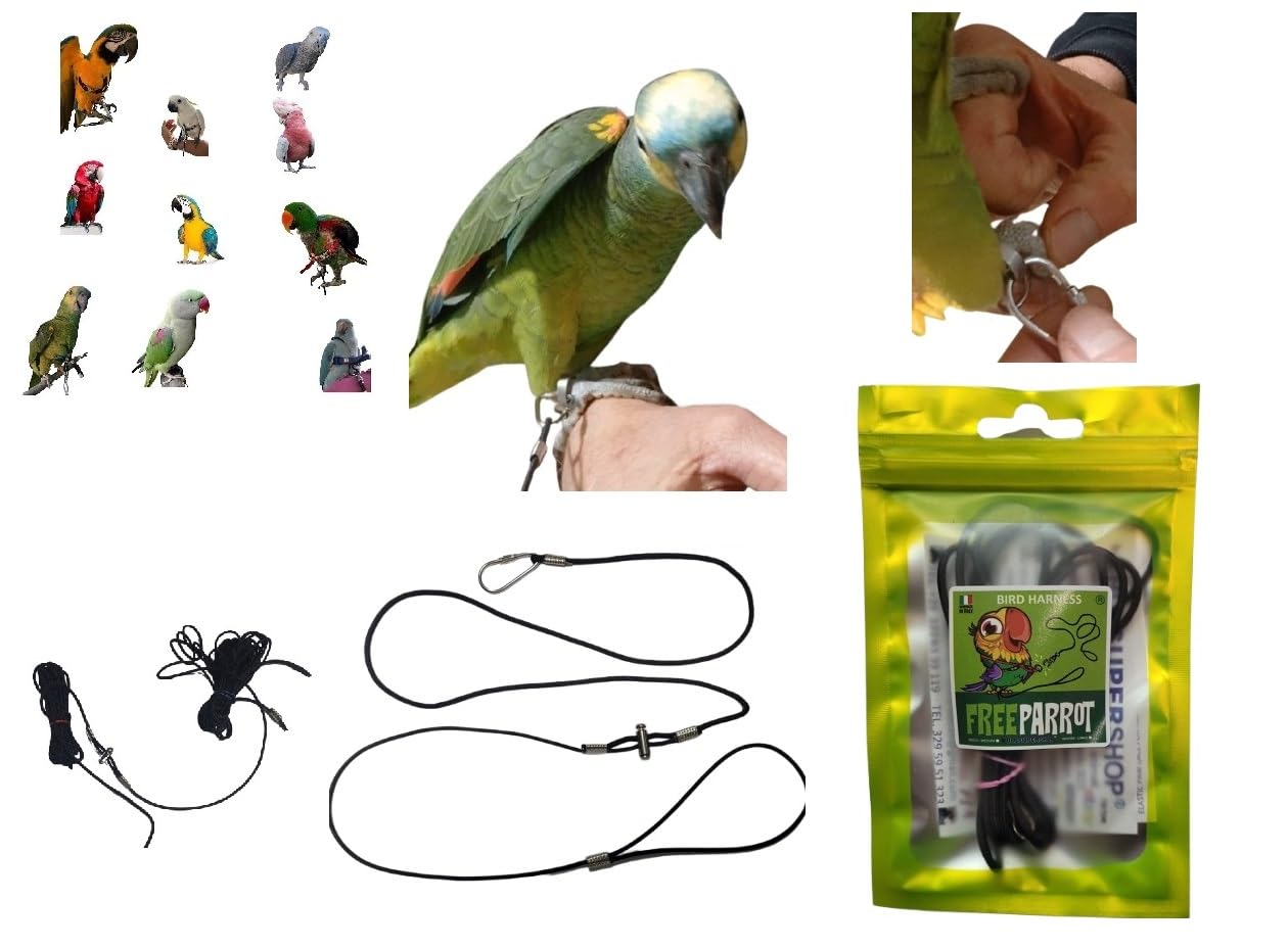 Arnés con cuerda elástica de 3 mm y paracord para el vuelo libre de loros de 10m