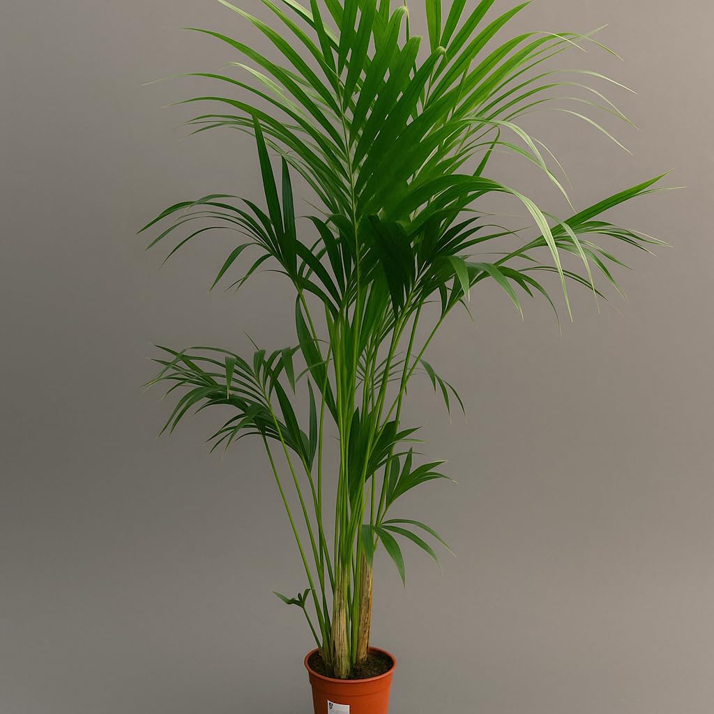 Garden Center Shop | Palmera Natural | Kentia Forsteriana 160-170 cm | Planta de Interior Elegante | Bajo Mantenimiento y sostenible | Maceta 21cm