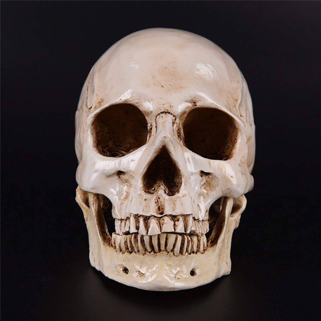 Juguete Educativo Juguete Humano cráneo Resina Modelo médico Modelo anatomía Naturaleza