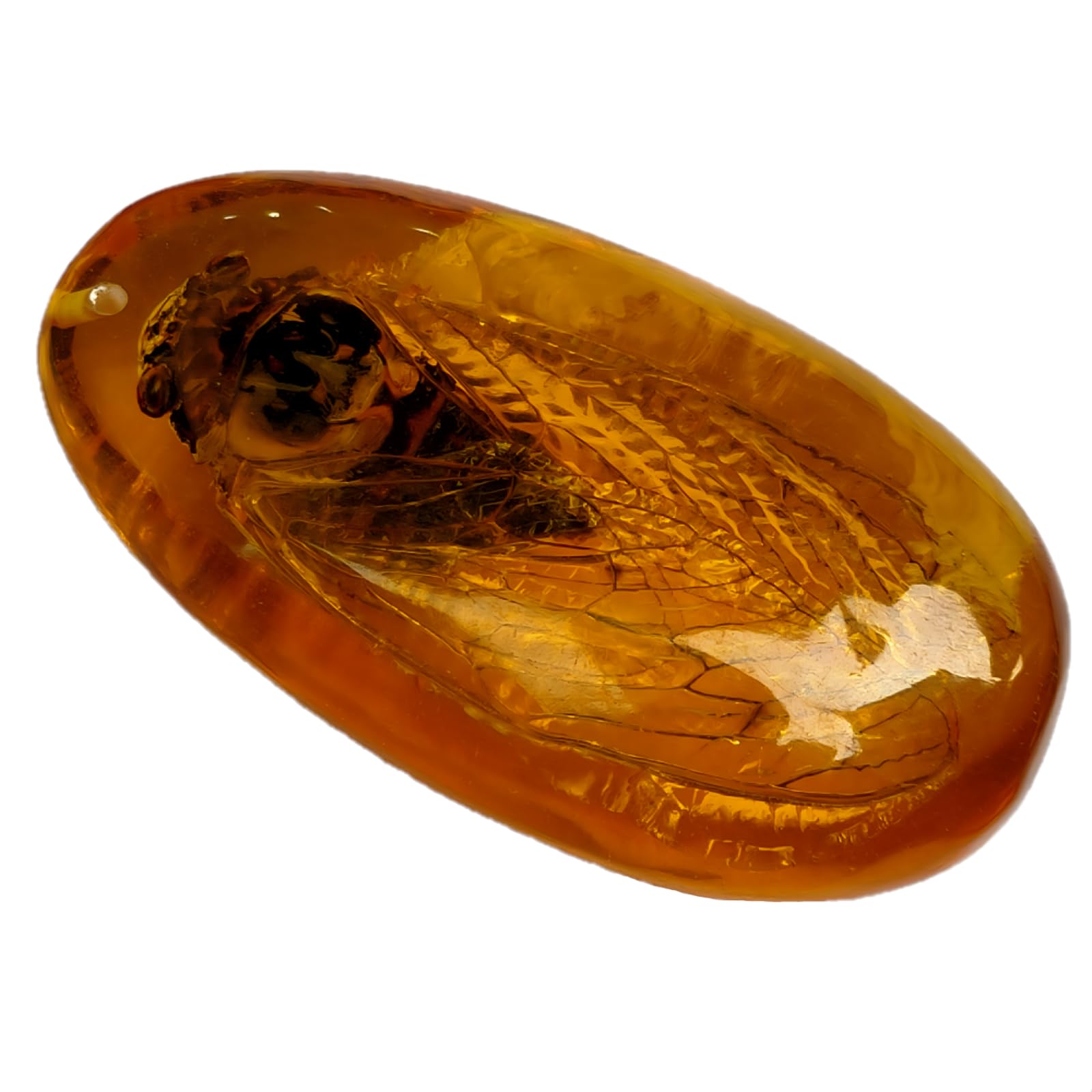 Drxrd Cicada Insect Amber Specimen, Resin Real Bugs Taxidermy Fossil, Artificial Amber Stone Ornament, For Science Education And Collection