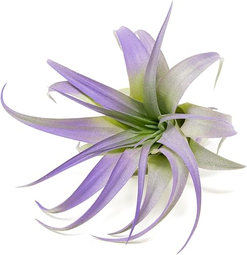 Plantas de aire Tillandsia coloridas moradas  Plantas de interior de Tillandsia vivas de larga duración  Decoración para el hogar y el jardín  Fácil
