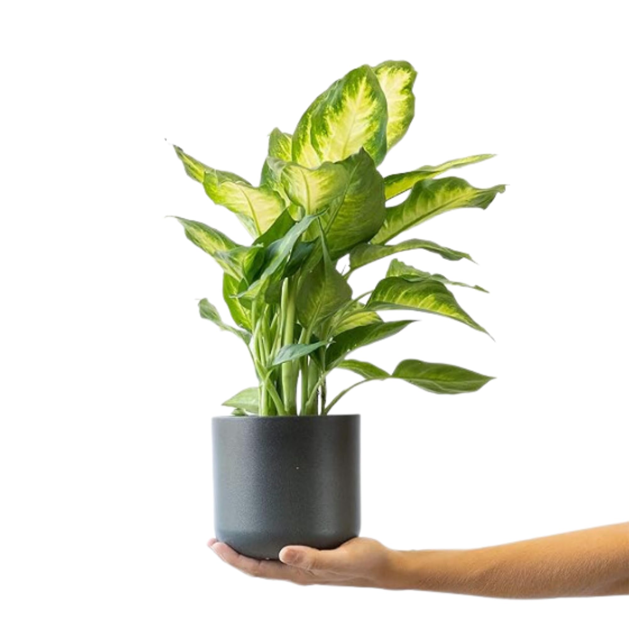 SMPLY. Pack 3 Plantas Naturales de Interior -Filtro Natural de Aire : Croton + Dieffenbachia Camillia + Palmera Areca Ø12 cm Alto 30-40 cm, Decoración del Hogar (No Incluye Maceta de cerámica)