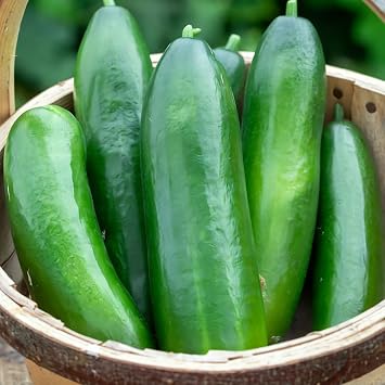 Cucumber La Diva Seeds – Sweet, All Female Variety, Can Crop Outdoors – for Your Beautiful Kitchen Garden