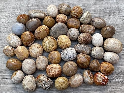 Image of GAF TREASURES 1 /2 LB Fossil Coral Tumbled Stones, Polished Natural Fossil Coral Gemstone, Fossil Coral Healing Crystals (Fossil Coral)