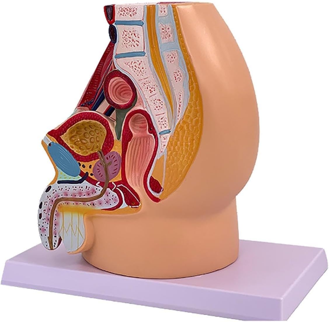 Male Pelvic reproductive Anatomy Model, Life-Size 5-Part Pelvic Model on Base Plate, Muscular, Urinary, reproductive Systems, Anatomical Medical Model for Scientific Education