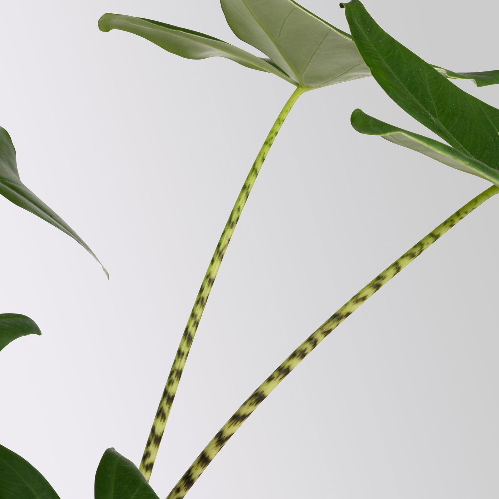 Alocasia 'Zebrina', in Keramiktopf Byron, Topf-Ø 17 cm, Höhe ca. 60 cm