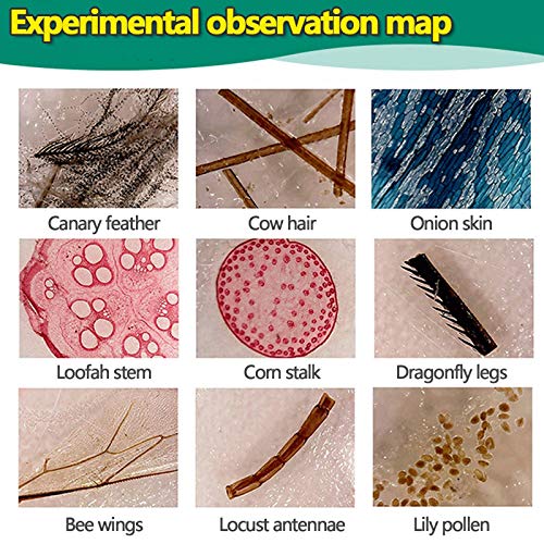 Ninyoon 60pcs Mikroskop Objektträger mit Proben für Kinder - Kinder präparierte Mikroskop Objektträger für Tiere, Insekten, Pflanzen, Blumen