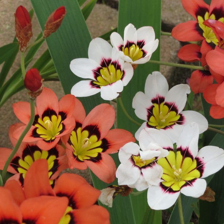 Radha Krishna Agriculture® Imported Sparaxis Summer Flower Bulbs, PACK OF 5 BULBS