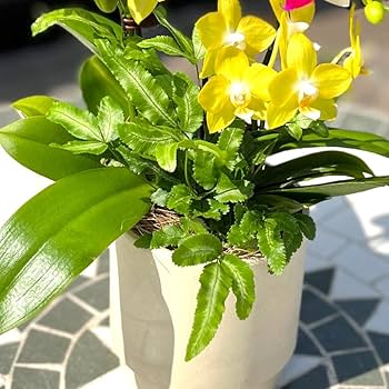 Amazon｜胡蝶蘭専門店らんや生花 ミニ胡蝶蘭 夏の寄せ植えMIX