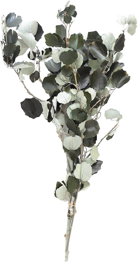 Amazon Verdissimo ヴェルディッシモ ホワイトポプラ 小束 約80g プリザーブドフラワー オンライン通販