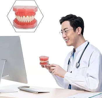 Amazon.co.jp: 【MoFein】歯列模型 歯科モデル 歯取り外し可能