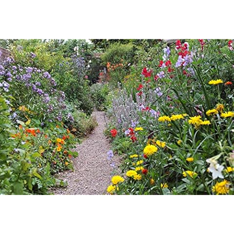 Nine Cottage Garden Ready Hardy Perennial Flowering Plants 9cm Pot Grown Not Plugs Cover