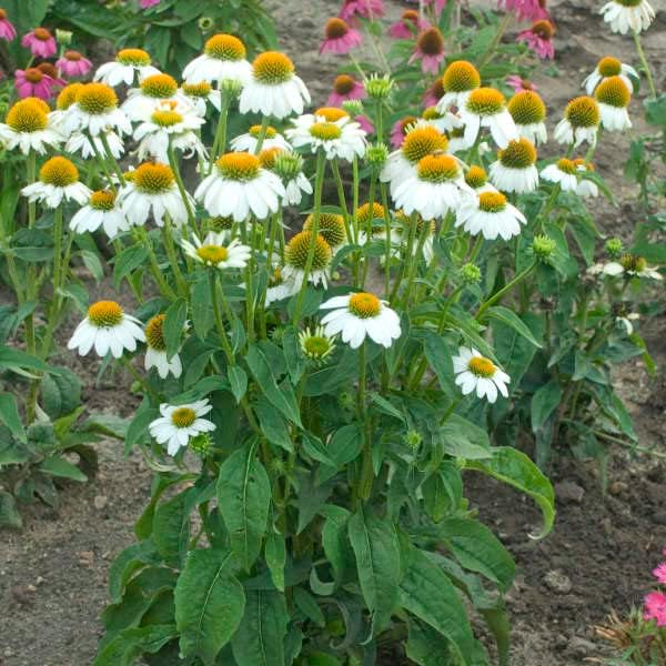 Echinacea Purpurea PowWow White (Coneflower) – Hardy Perennial Coneflower 3-Inch Pot Plant for Summer Blooms | Fragrant Flowers, Deer Resistant & Easy to Grow (2 Pack)