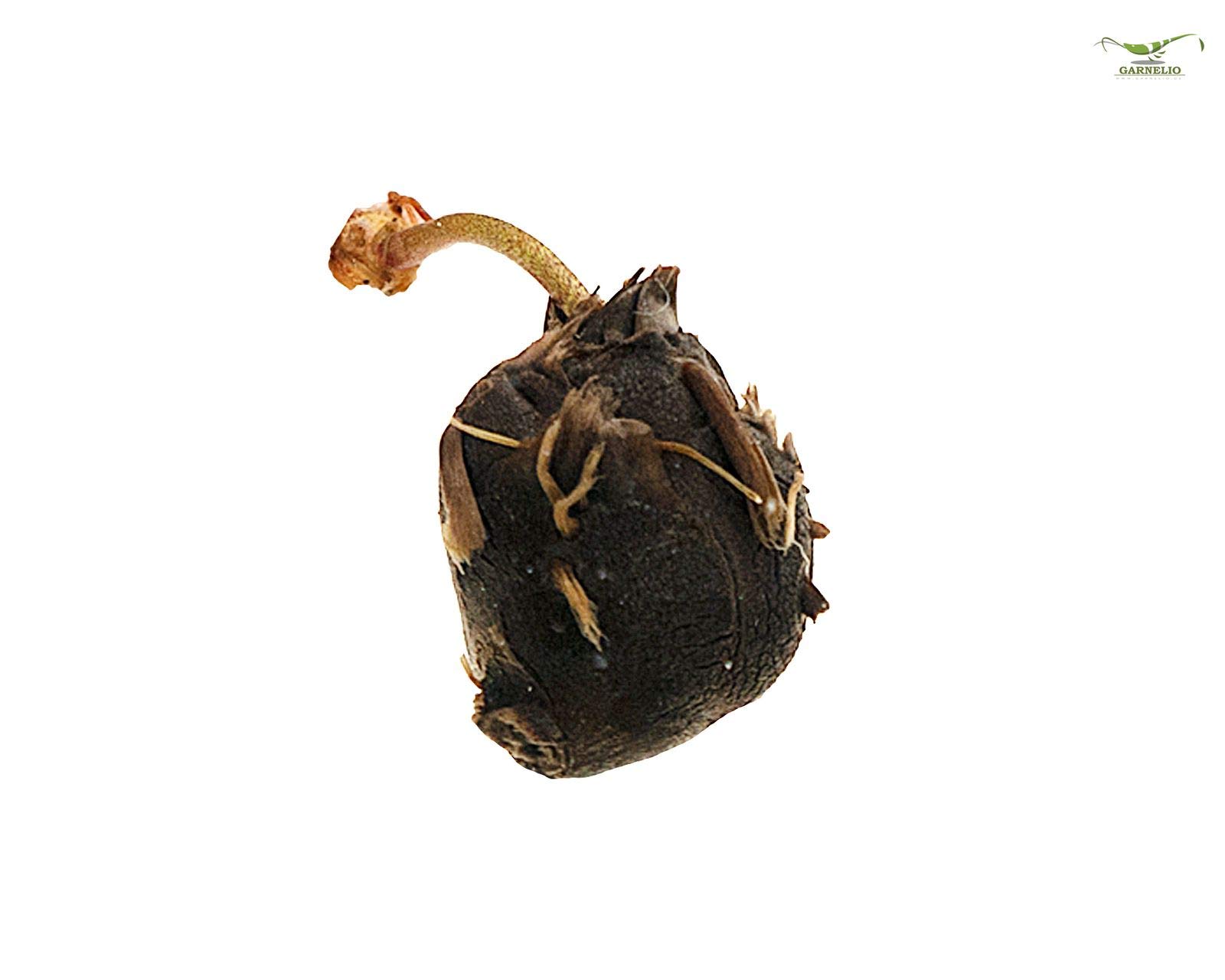Garnelio – Tigre lotus rouge pour aquarium – Plantes aquatiques – Nymphaea Lotus
