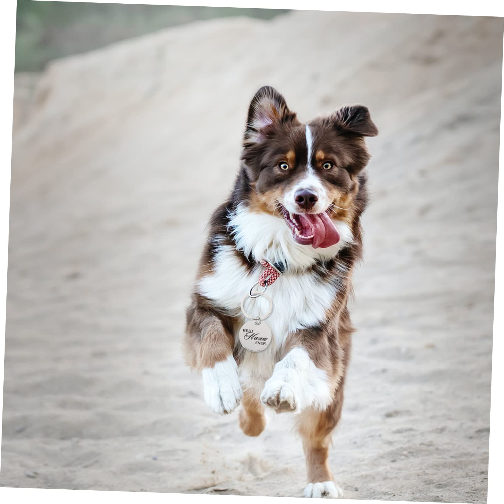 minkissy 20 Pz Identificazione dell'animale domestico medaglietta vuota targhette identificative per cani etichette cucciolo collare per cani con targhetta collare con per cani scritte