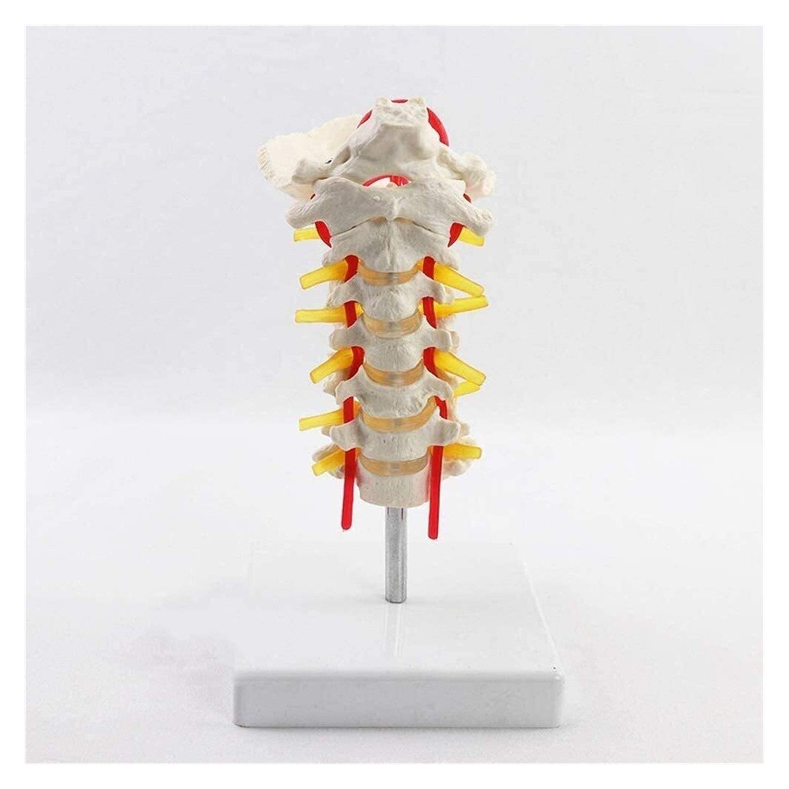 Buy Skeleton Anatomical Model Cervical Vertebra Carotid Artery