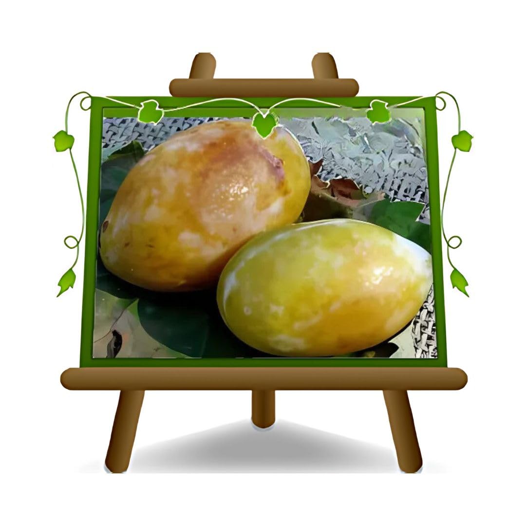 Susino Coscia Di Monaca Di Velletri - Pianta In Vaso 24/26cm, Altezza 160-180cm, Età 4 Anni - Foto 9