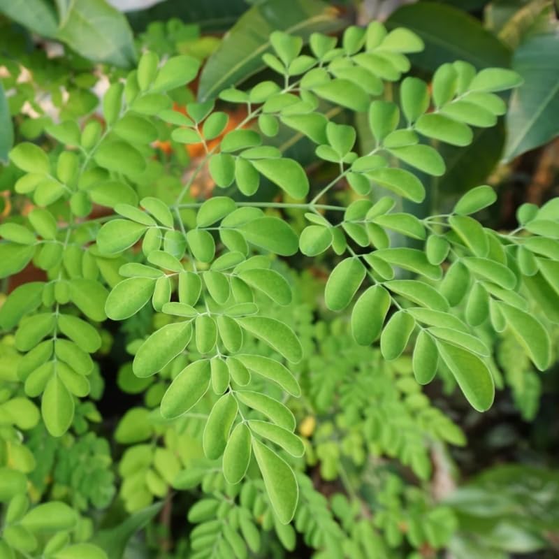 2 Moringa Plants Live for Planting, 6-10 Inch Tall Oleifera Moringa Live Tree Plant in Pot, Well Rooted