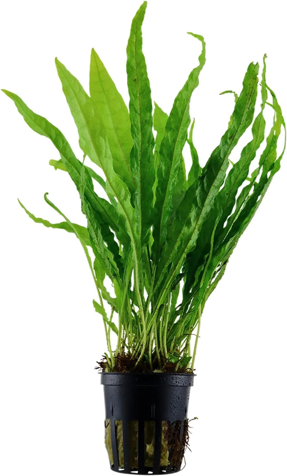 Aquafleur Microsorum pteropus (Java Fern)