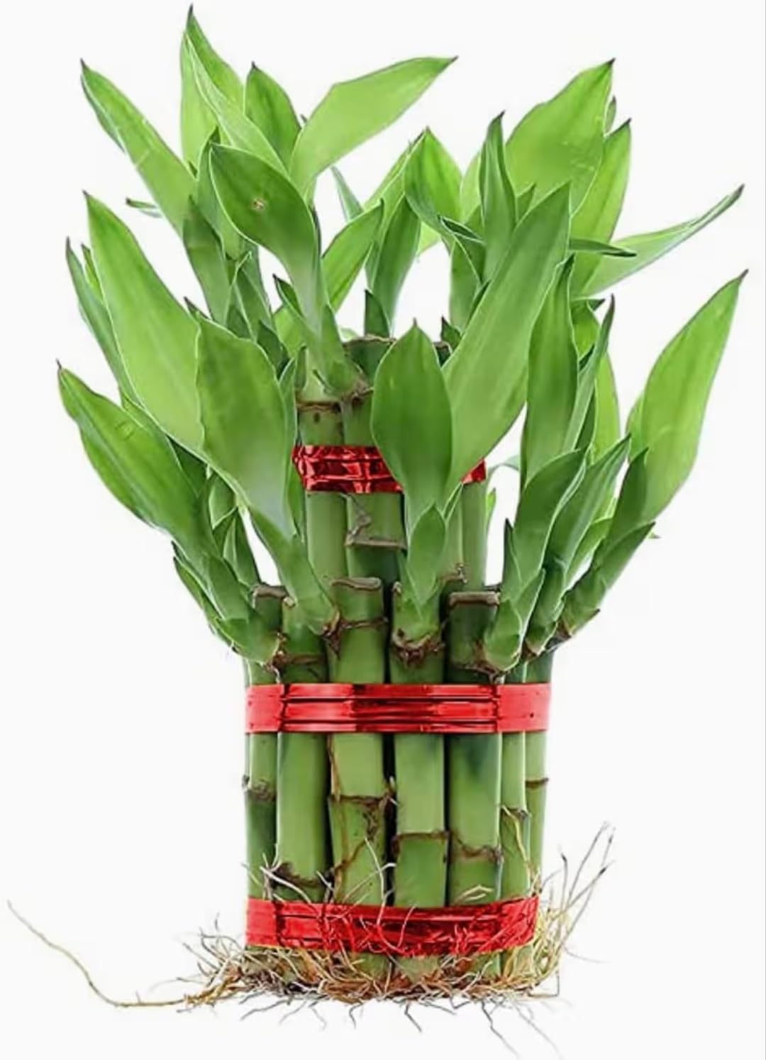 Lucky Bamboo Plant, 2-Layer Indoor Decorative Stalks with Red Ribbon Bands, Living Room and Office Decor