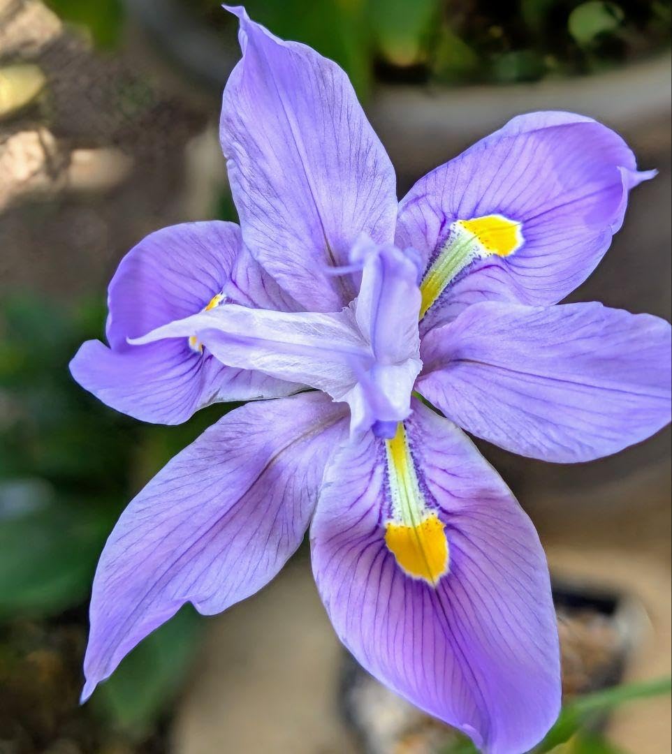 O*Z様 多肉植物 ハオルチア 虹オブツーサ錦 鮮明錦 糊斑 多肉植物 O*Z様 多肉植物 ハオルチア 虹オブツーサ錦 鮮明錦 糊斑 多肉植物