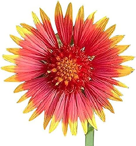 Miniatura 2 de Flor india de manta - Gaillardia - Fuente de néctar para mariposas monarca - aproximadamente 1.400 semillas