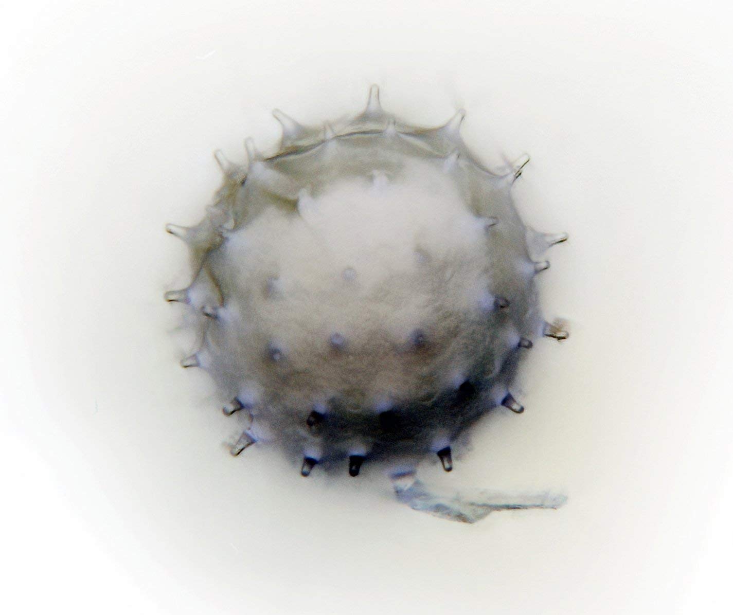 Pollen Artwork | Metal Print | Art | Original Image and Custom Designed