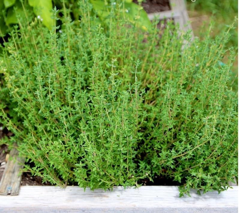 1000 semillas de tomillo  Tomillo común para plantar Thymus vulgaris Perenne Albahaca alemana Romero Herb Herb Garden Seed