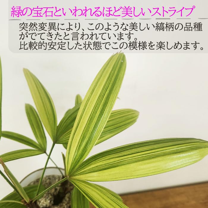Amazon｜観葉植物 斑入り 観音竹 綾錦 カンノンチク 4号鉢 観葉植物