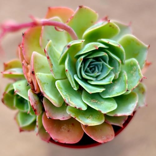 Miniatura 2 de Aeonium Suculents Planta viva, planta de eonio verde amarillo en maceta de 4 piezas