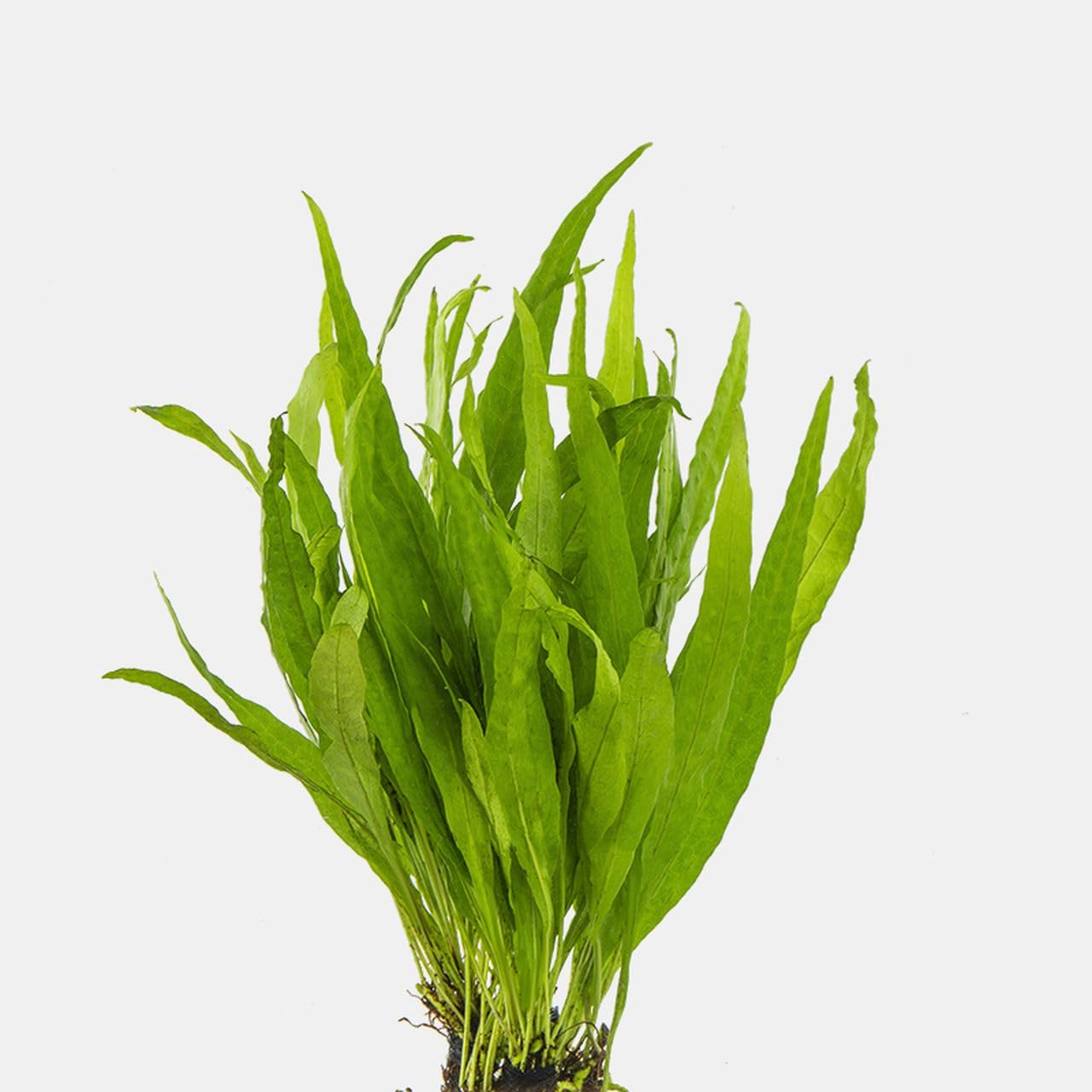 Java Fern Narrow Beautiful Tropical OXYGENATING Healthy Aquarium Plants Shrimp (10)