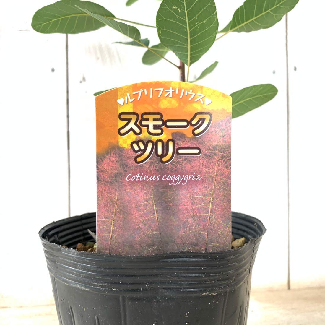 Amazon.co.jp: スモークツリー 苗木 ルブリフォリウス 13.5cm