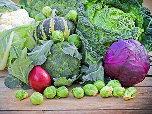 Indica RED Cabbage, Brussels, Lettuce, Cabbage Savoy, Cauliflower, Onion, Broccoli Seeds Combo Sold by SUPER AGRI GREEN (7 PKTS/50 Seeds Each) (B01F5UD1CS) Amazon Price History, Amazon Price Tracker