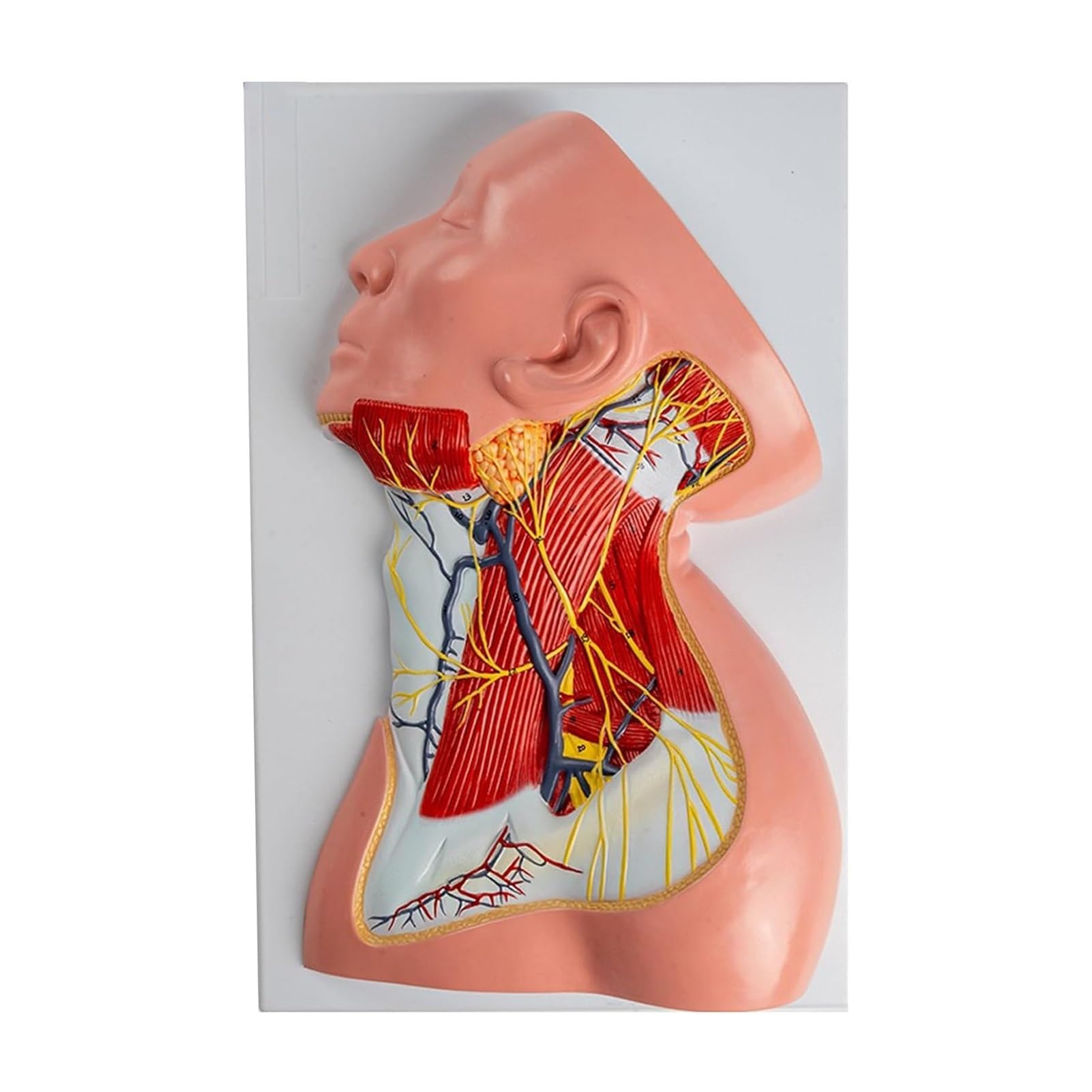 YNIYUJKL Anatomical Model Of Neck Muscles, Blood Vessels, And Nerves - Life Size Cervical Plexus Cutaneous Branches For Educational Use