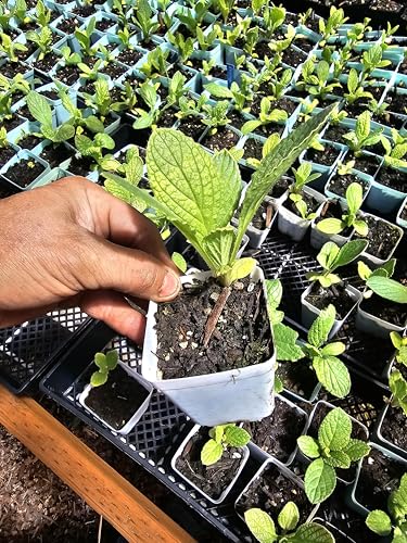 2-Pack Small Live Blue Borage Plant 3-Inch Pot Edible Herb Cucumber Flavor Huge Favorite for Butterflies and Hummingbirds