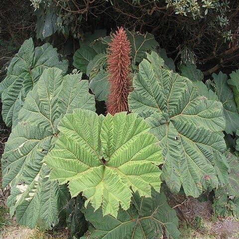 20pcs Green Gunnera Plant Seeds
