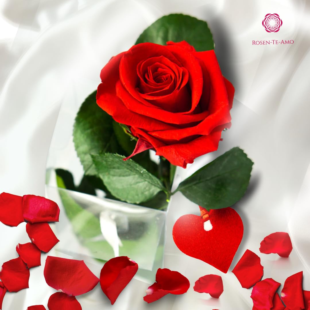 Rosen-Te-Amo | regalo Festa della Mamma | Rosa vera stabilizzata profumata "San Valentino" e biglietto auguri | Rosa eterna rossa | idea regalo compleanno, San Valentino, Natale | Regalo Donna