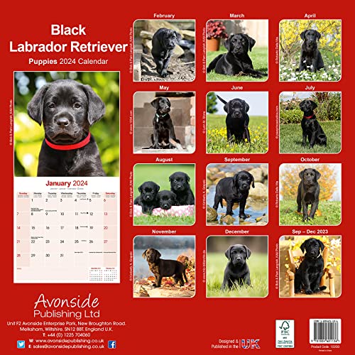 Black Labrador Puppies Calendar 2024 - Image 2