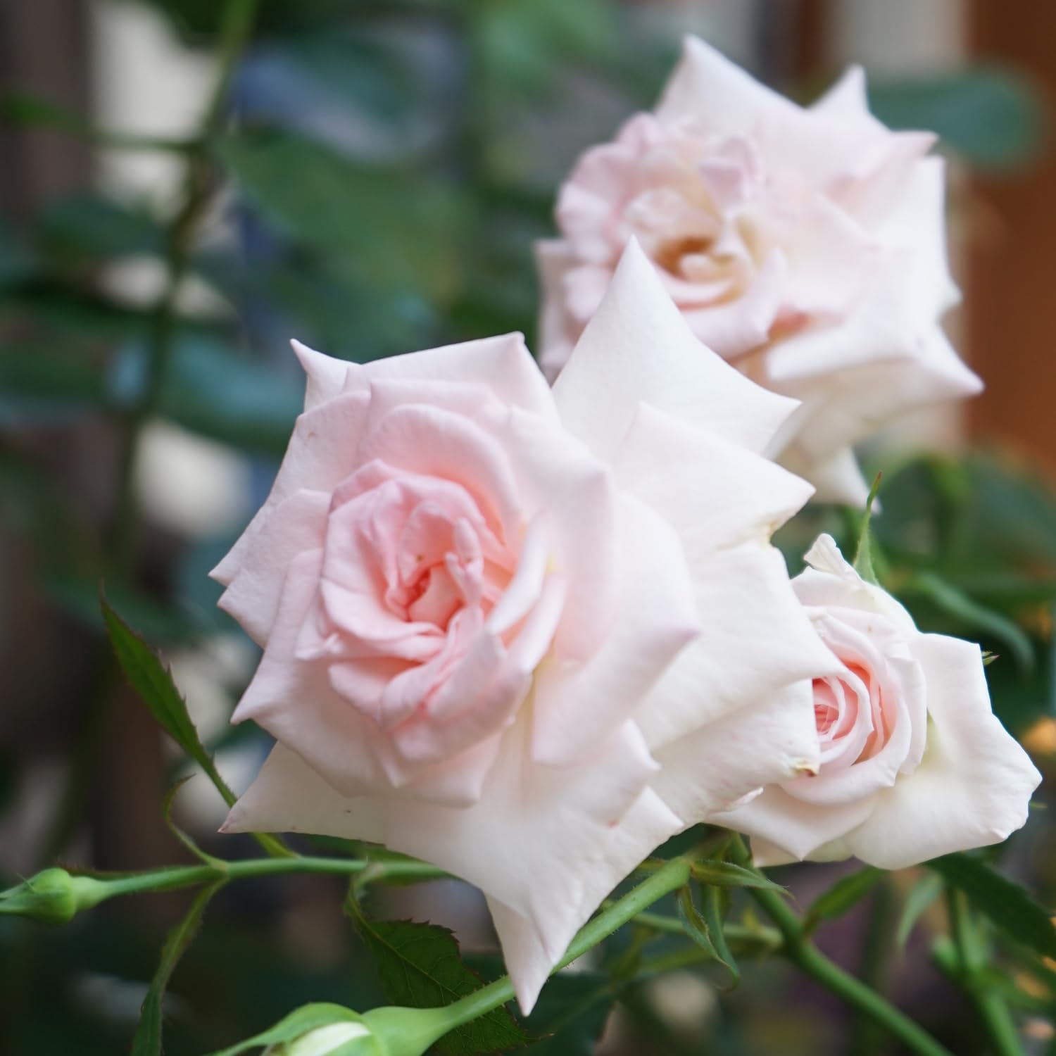 Amazon | バラ トゥルーグレース 3.5寸 挿し木一年生 花苗 2株