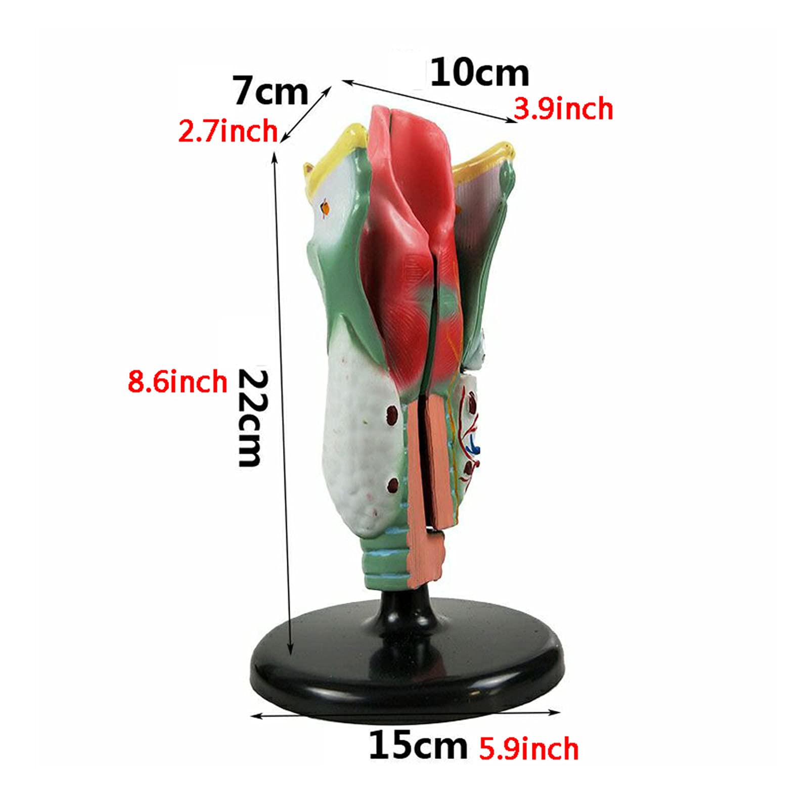 Model Gardła Ludzkiego Larynx Anatomiczny Model Ludzkiej Jamy Nosowej Model Anatomii Gardła Medyczne Materiały Dydaktyczne Narzędzie Do Nauki