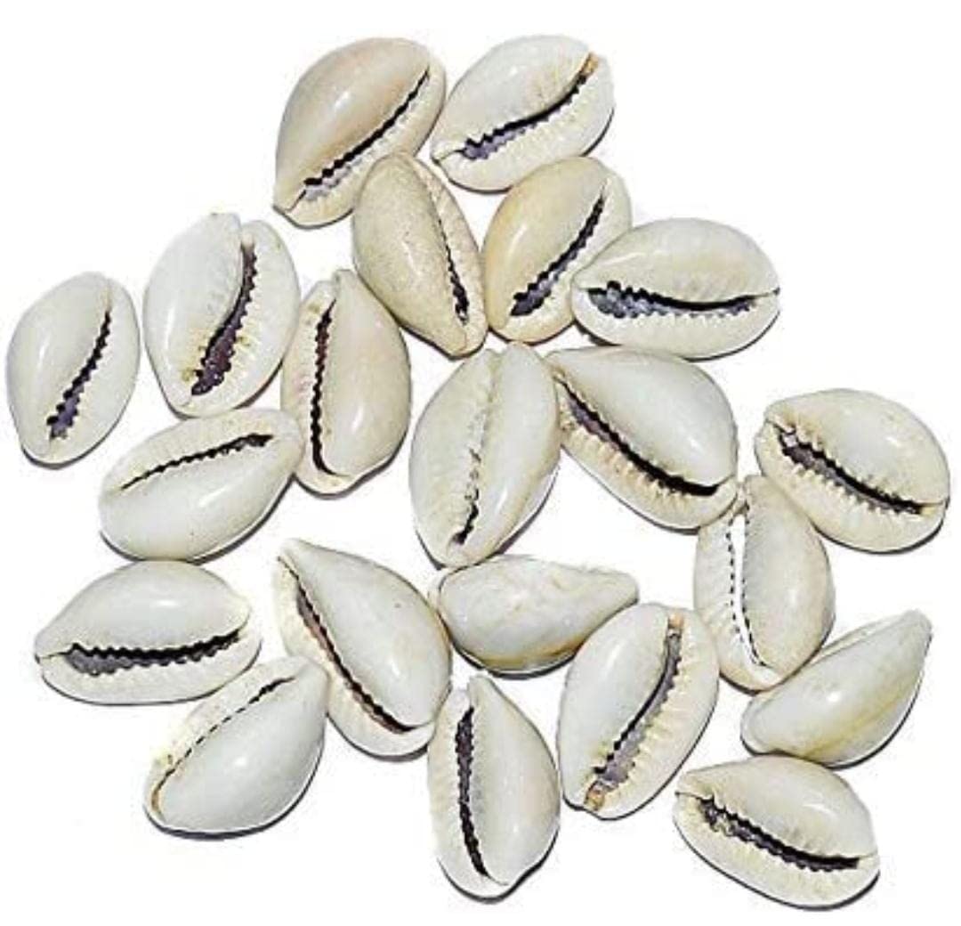 Anshraj White Cowrie Shells for Diwali Laxmi Pujan & Craft - Set of 11 | Kodi Shells for Jewelry, Bracelets, Rakhi, Embroidery & Decoration