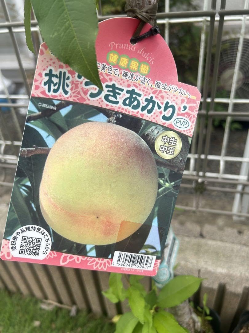 ジャンボピーチ　苗木　三年 Amazon.co.jp: 桃 苗木 3年生 つきあかり、ジャンボピーチ : DIY・工具
