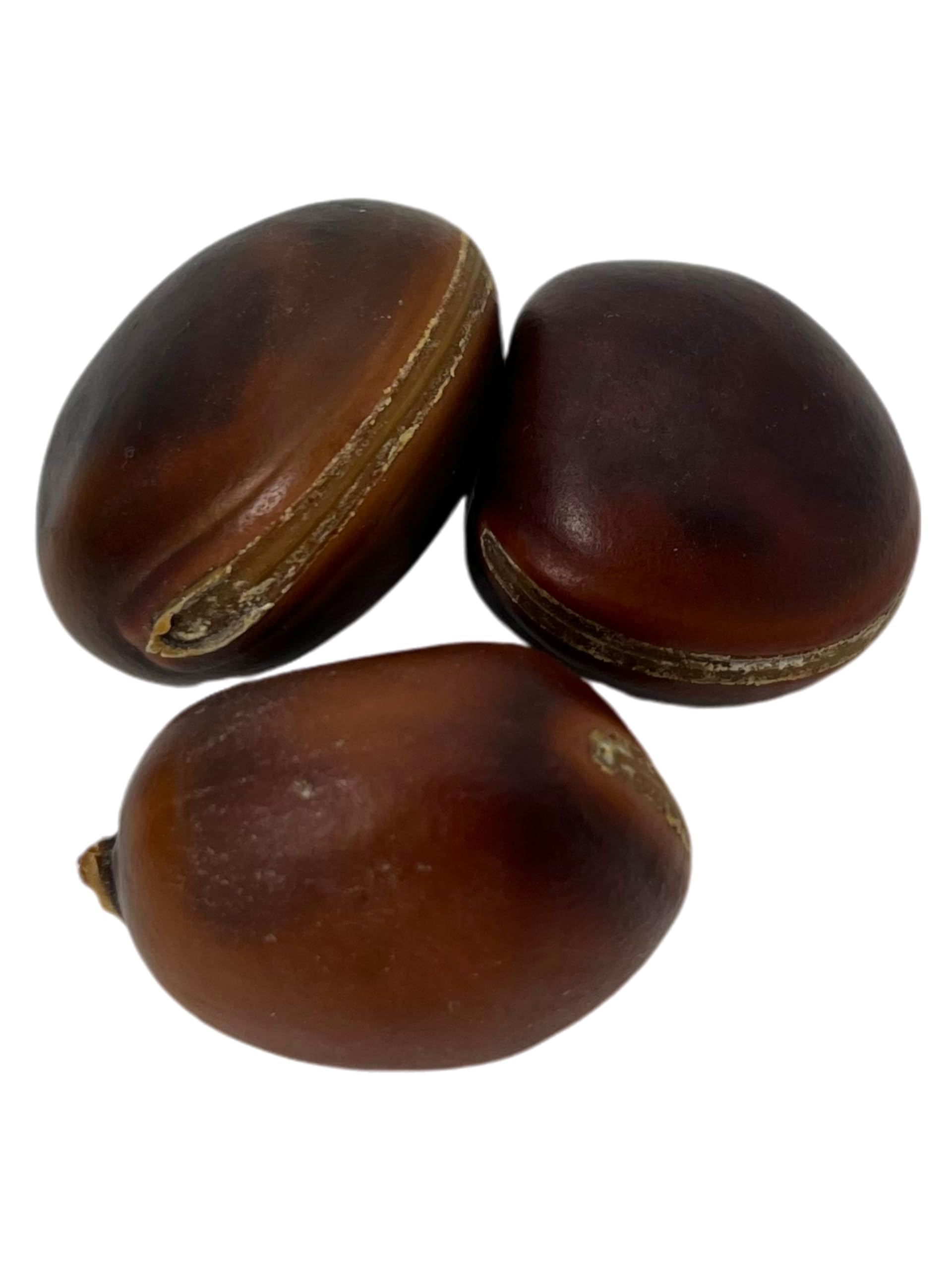 Semilla Ojo de Buey Brasileño Amuleto contra la Envidia, la Negatividad y el Mal de Ojo HOSTENATURA Olho de BOI - 1 Unidad - Precio por Unidad