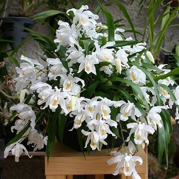 Mphmi Live Plant Nursery NCR Nurseryplant Crested Coelogyne Plant